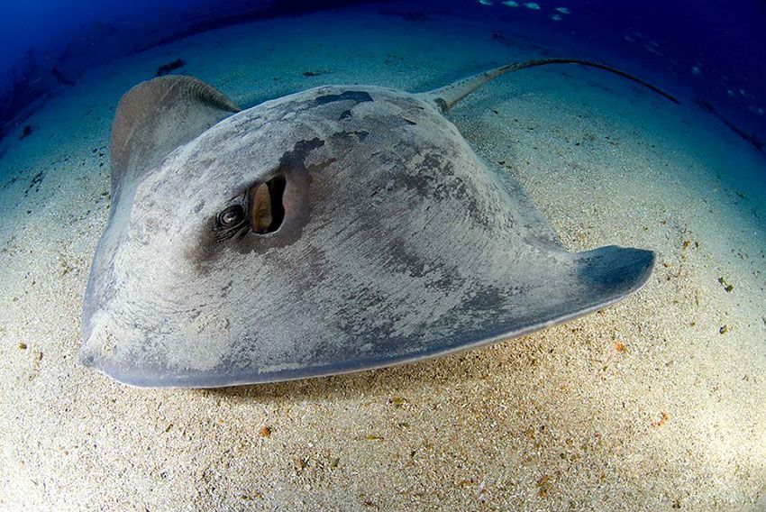 buceo en la graciosa lanzarote